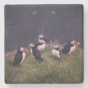 Dessous-de-verre En Pierre Puffins de l'Atlantique