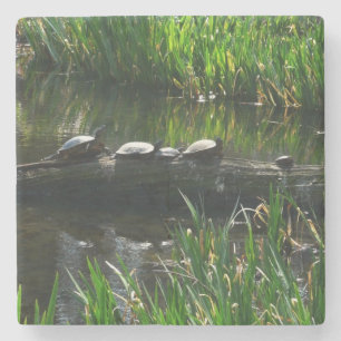 Dessous-de-verre En Pierre Rangée de tortues Green Nature Photo