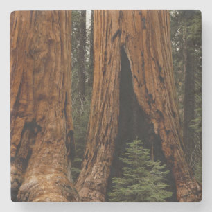 Dessous-de-verre En Pierre Redwood Trees, Sequoia National Park.