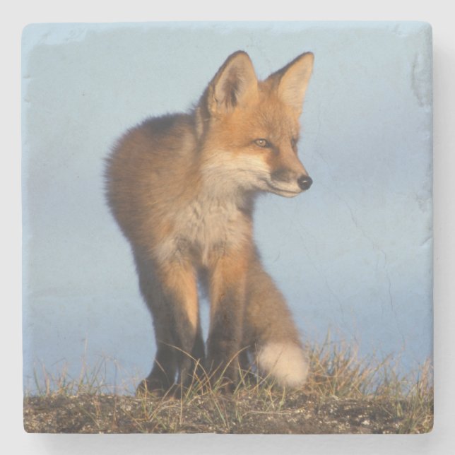 Dessous-de-verre En Pierre renard rouge, Vulpes vulpes (Devant)