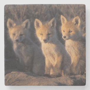 Dessous-de-verre En Pierre renard roux, Vulpes vulpes, kits