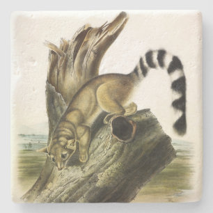 Dessous-de-verre En Pierre Ringtail (Bassaris à queue annelée, Chat à queue a