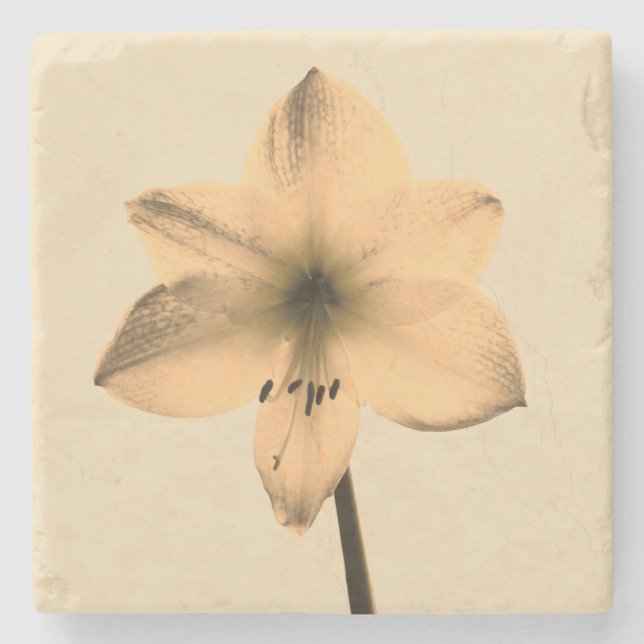 Dessous-de-verre En Pierre sépia amaryllis (Devant)