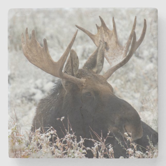 Dessous-de-verre En Pierre Shiras Bull Moose (Devant)