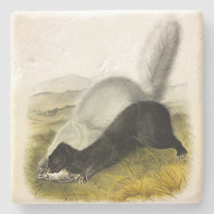 Dessous-de-verre En Pierre Skunk (Texan Skunk) Audubon's Quadrupeds