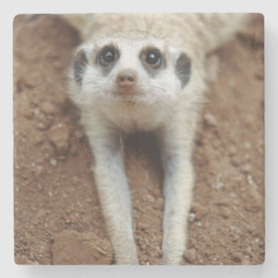 Dessous-de-verre En Pierre Suricate (Suricata Suricatta) se rafraîchissant