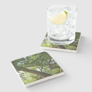Dessous-de-verre En Pierre Sycamore Tree Nature verte