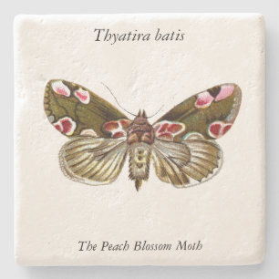 Dessous-de-verre En Pierre Thyatira batis - La teigne de fleur de la peau