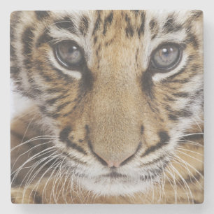 Dessous-de-verre En Pierre Tigre CUB