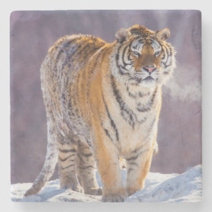 Dessous-de-verre En Pierre Tigre de Sibérie dans la neige, Chine