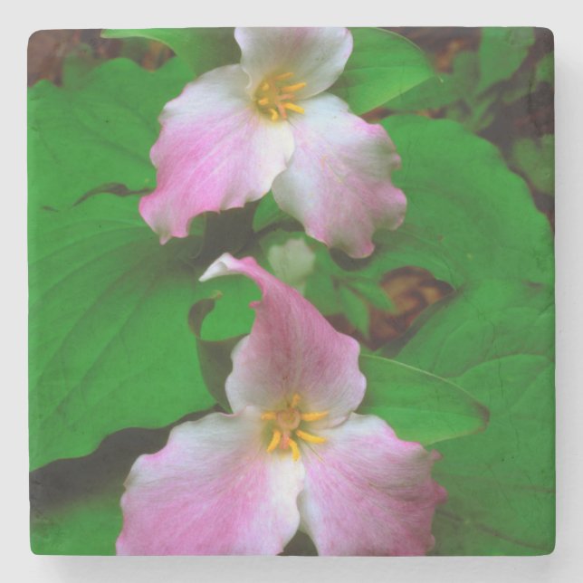 Dessous-de-verre En Pierre Trillium fleur sauvage (Devant)