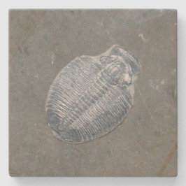 Dessous-de-verre En Pierre Trilobite Fossil