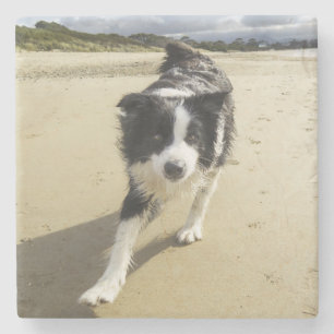 Dessous-de-verre En Pierre Un chien de border collie fonctionnant sur la