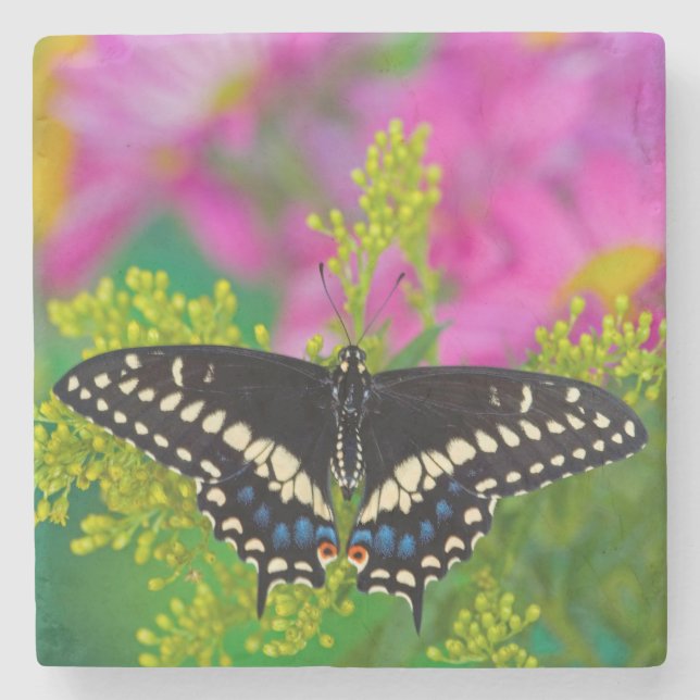 Dessous-de-verre En Pierre Un papillon Machaon se pose (Devant)