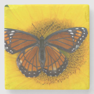Dessous-de-verre En Pierre Un papillon vice-roi   Limenitis Archippus