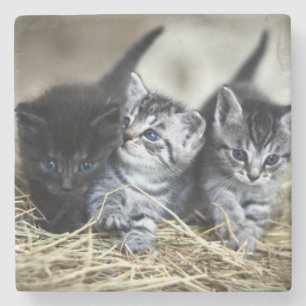 Dessous-de-verre En Pierre Un trio de chatons nessonnés ensemble