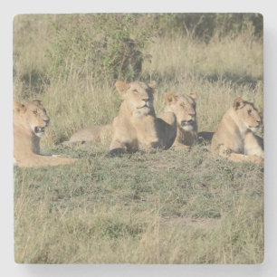 Dessous-de-verre En Pierre Une partie d'une Fierté Lion.
