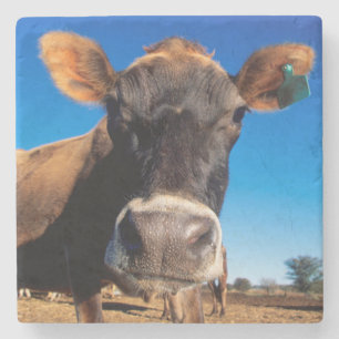 Dessous-de-verre En Pierre Une vache Jersey curieuse