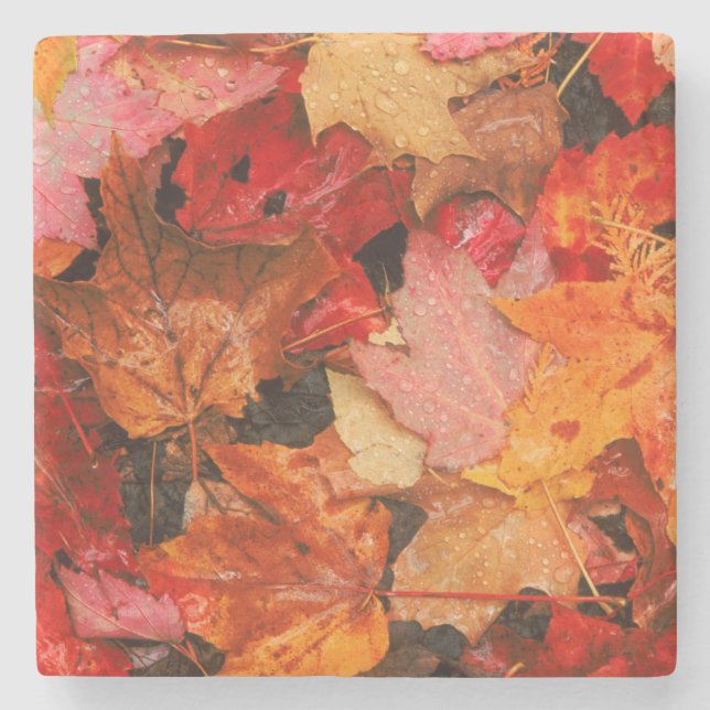 Dessous-de-verre En Pierre USA, Maine. feuille d'érable d'automne (Devant)