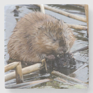 Dessous-de-verre En Pierre USA, Nebraska. Beaver