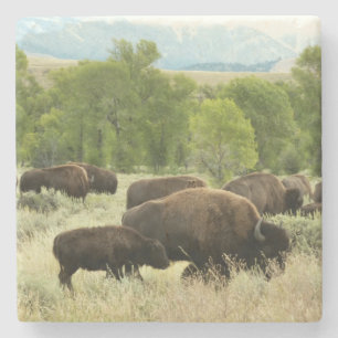 Dessous-de-verre En Pierre Wyoming Bison Nature Animal Photographie