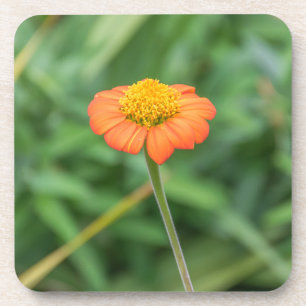 Dessous de verre en plastique durs de marguerite