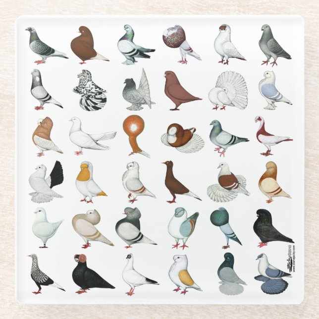 Dessous-de-verre En Verre 36 races de pigeons (Devant)