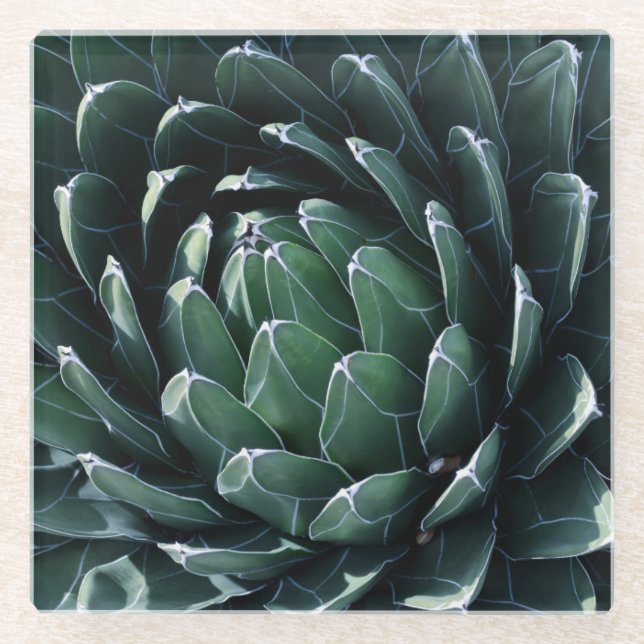 Dessous-de-verre En Verre Agave vert (Devant)