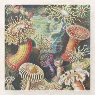 Dessous-de-verre En Verre Anémones de mer, Actiniae Seeanemonen Ernst Haecke