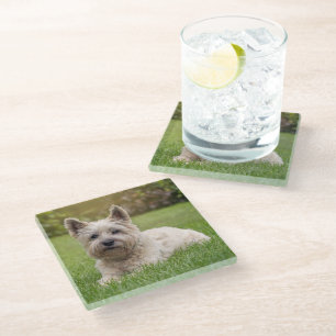 Dessous-de-verre En Verre Animaux de bébés cutest   Cairn Terrier Dog