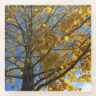 Dessous-de-verre En Verre Arbre d'automne jaune
