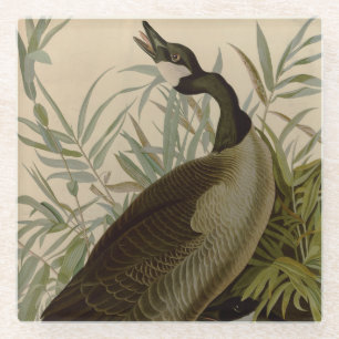 Dessous-de-verre En Verre Audubon Canada Oies Oiseaux sauvages