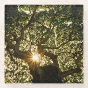 Dessous-de-verre En Verre Auvent Sunstar de banian