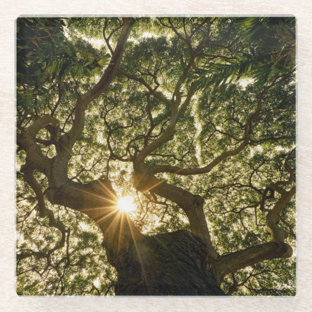 Dessous-de-verre En Verre Auvent Sunstar de banian (Devant)