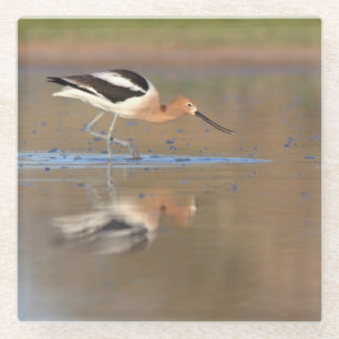 Dessous-de-verre En Verre Avocet américain dans les étangs