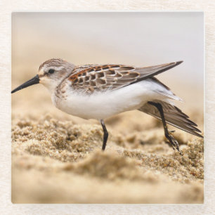 Dessous-de-verre En Verre Beau bécasseau dans le sable