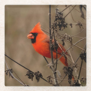 Dessous-de-verre En Verre Beau Cardinal du Nord