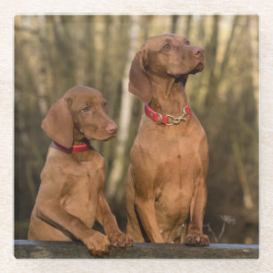 Dessous-de-verre En Verre Beau chien sportif de Vizsla