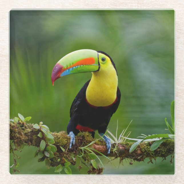 Dessous-de-verre En Verre Beau et coloré Oiseau tropical Toucan (Devant)