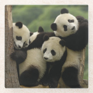 Dessous-de-verre En Verre Bébés pandas géants Ailuropoda melanoleuca)