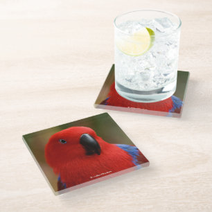 Dessous-de-verre En Verre Belle "Dame en rouge" Eclectus Parrot