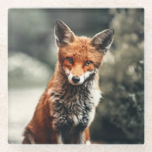 Dessous-de-verre En Verre Belle Renard dans la nature