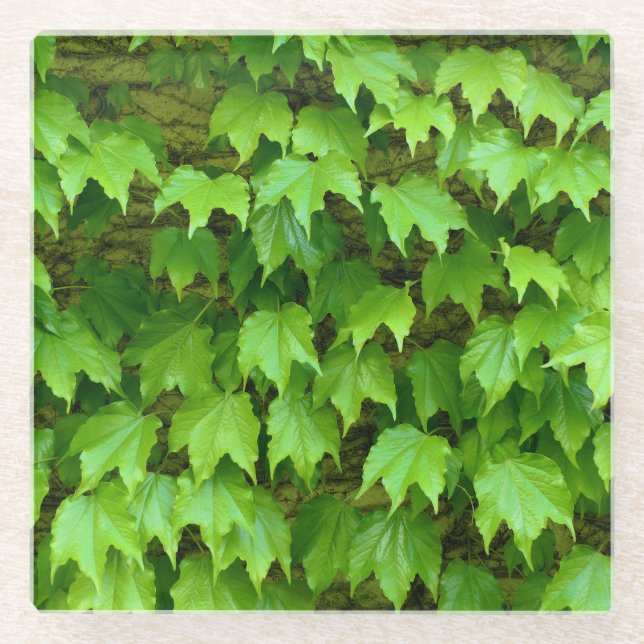 Dessous-de-verre En Verre Boston Ivy (Devant)
