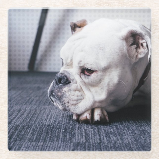 Dessous-de-verre En Verre bulldog (Devant)