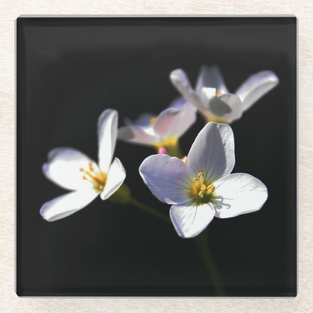 Dessous-de-verre En Verre Cardamine Pratensis Fleurs coastercnm (Devant)