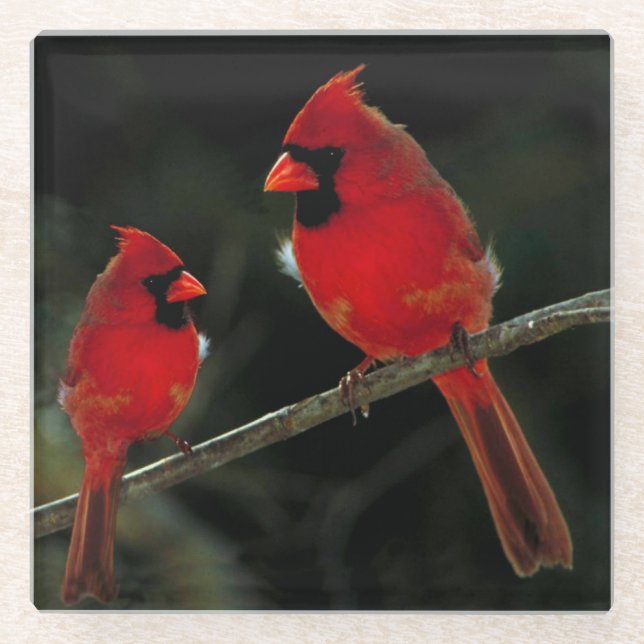 DESSOUS-DE-VERRE EN VERRE CARDINAL (Devant)
