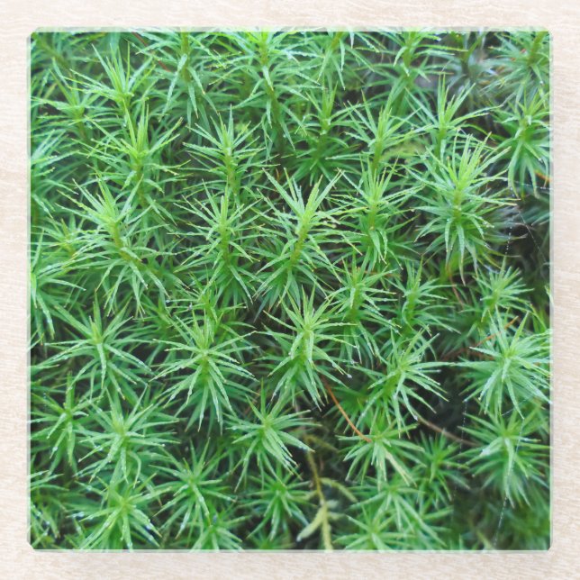 Dessous-de-verre En Verre Casquette de cheveux Juniper Moss (Devant)