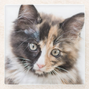 Dessous-de-verre En Verre Chaton adorable de calicot