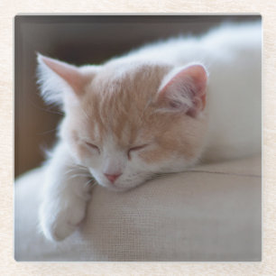 Dessous-de-verre En Verre Chaton beige et blanc fatigué