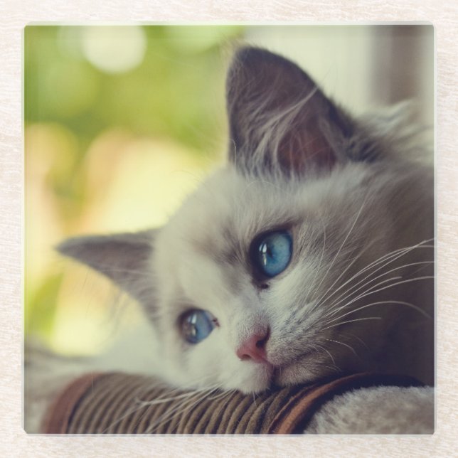 Dessous-de-verre En Verre Chaton de Ragdoll (Devant)
